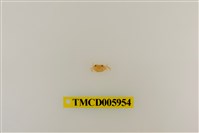 藏品(拉氏清溪蟹)的圖片